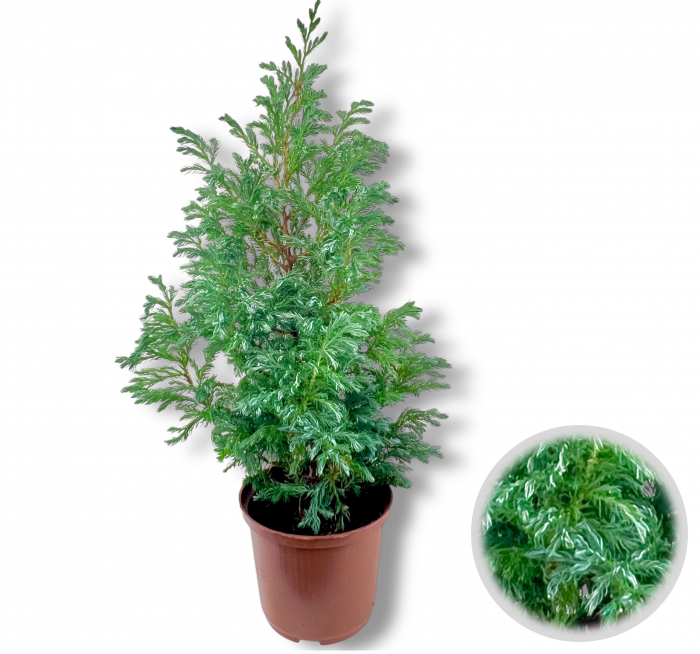 Chiparos Pisifera Boulevard - 45cm+ [1]