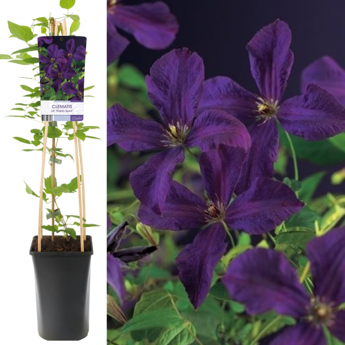 Clematis Polish Spirit - 75cm+ [2]