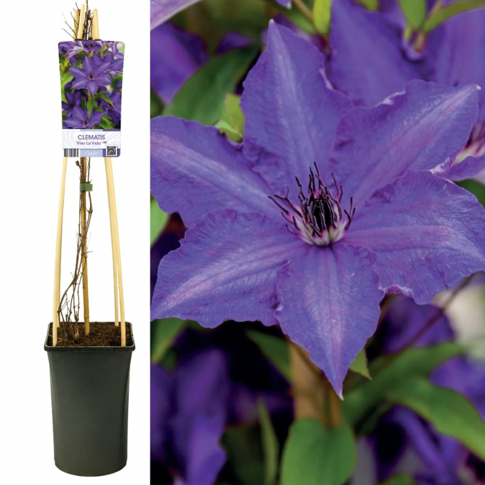 Clematis Viva La Vida - 75cm+ [2]