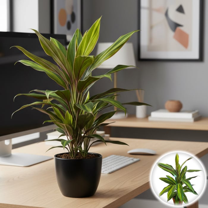 Cordyline F. - Kiwi - 50cm+ [1]