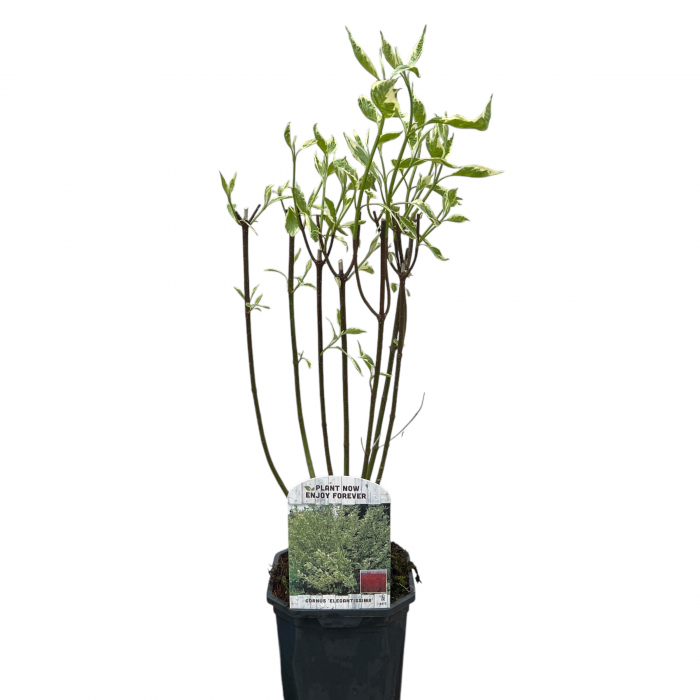 Cornus Elegantissima - 70cm+ [2]