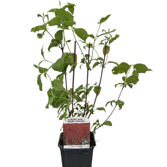 Cornus Sibirica - 50cm+ [2]