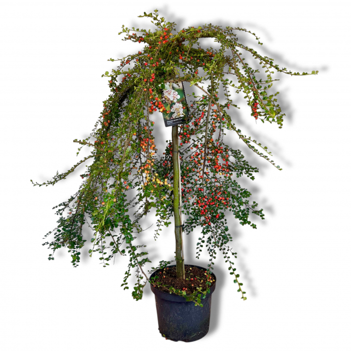 Cotoneaster Blackburn - (130cm+) - pe Picior [2]