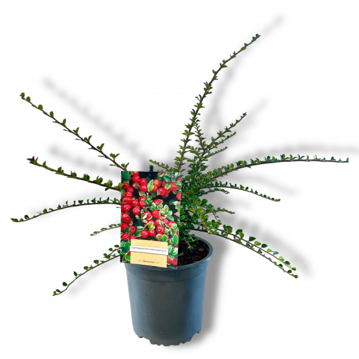 Cotoneaster Horizontalis - 45cm [2]