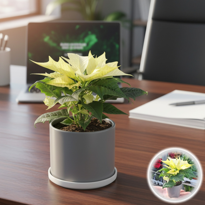 Craciunita - Mini Alba [1]