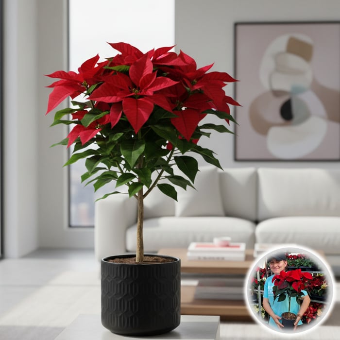 Craciunita Picior - Rosu (50cm) [1]