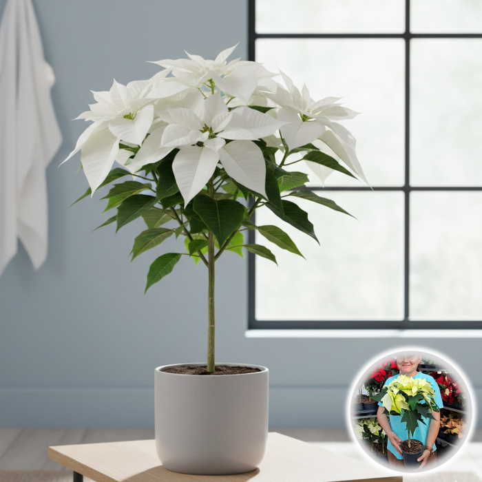 Craciunita Picior - Alb (50cm) [1]