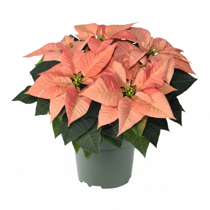 Craciunita - Portocaliu - XL [1]