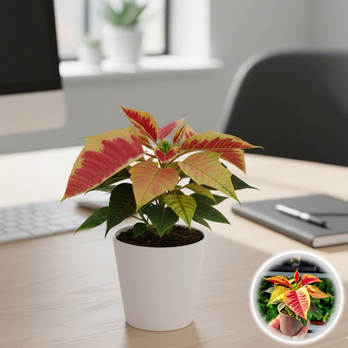 Craciunita Mini - Picasso [1]