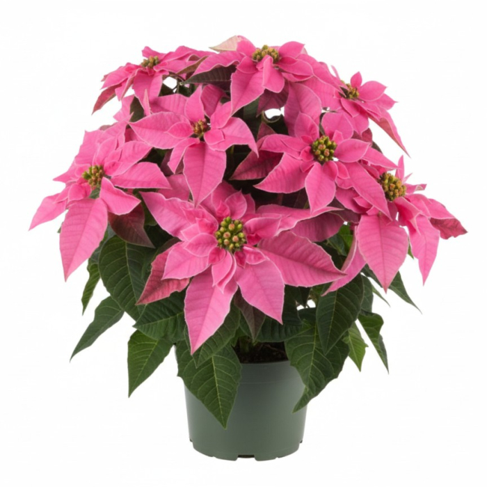 Craciunita - Roz Inchis (P13) [1]