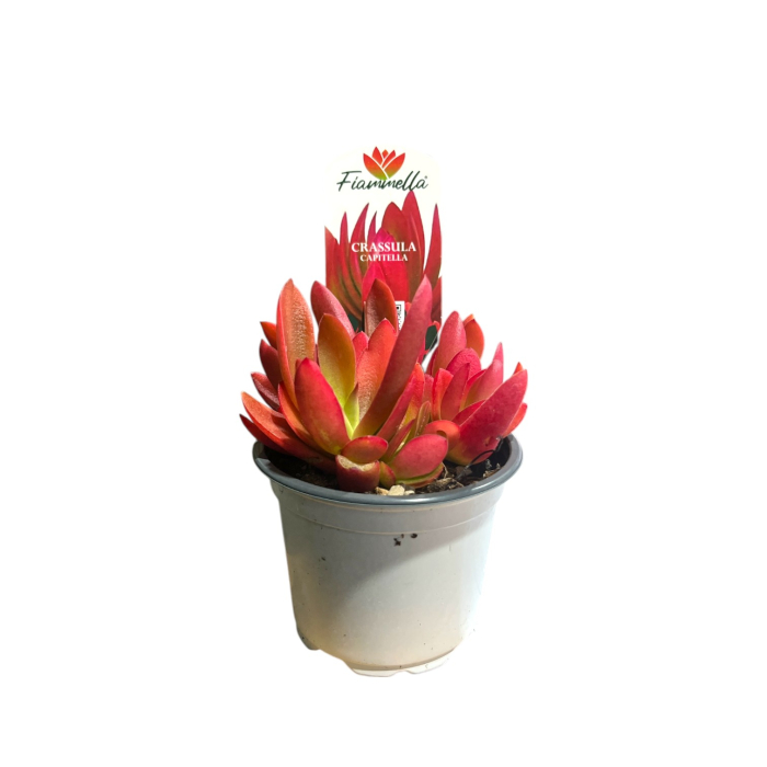 crassula-on-fire-suculenta-rosie-ghiveci-pepiniera-sibiu [3]