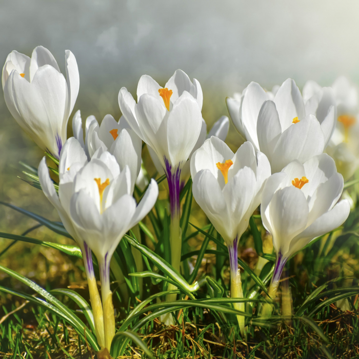 Crocus Alb - 5 Bulbi [2]