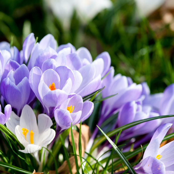 Crocus Albastru - 5 Bulbi [2]