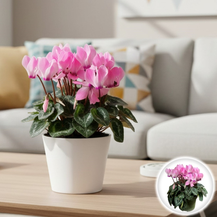 Cyclamen Roz-Alb - XL [1]