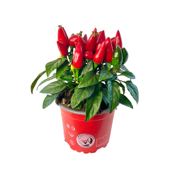Capsicum Salsa - Ardei ornamental - Rosu [2]