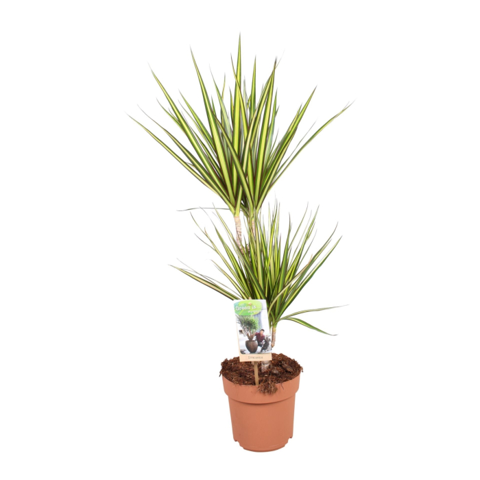 Dracena M. Sunray - 2 Tulpini [2]