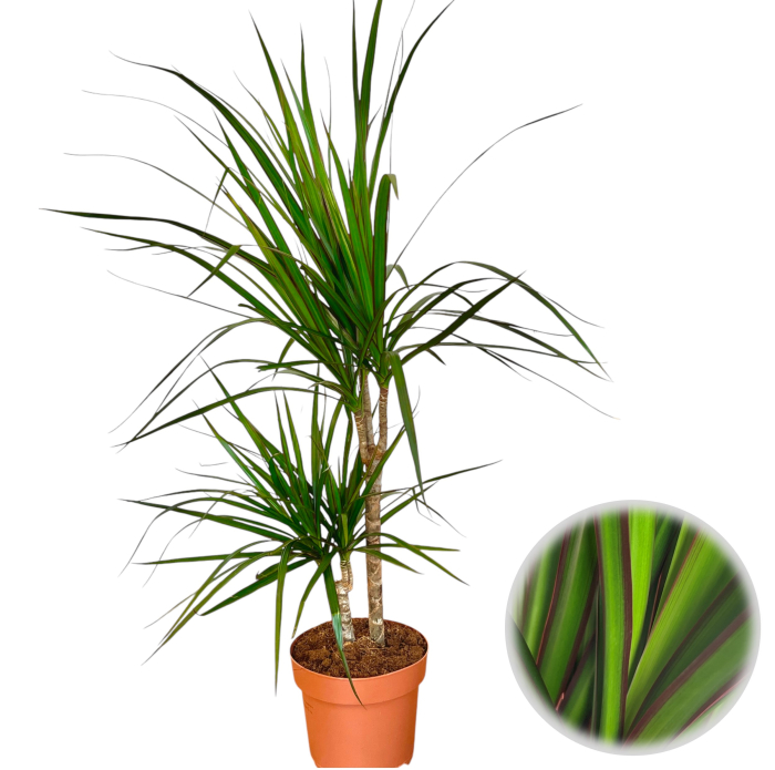 Dracena M. Magenta - 2 Tulpini (90cm) [2]