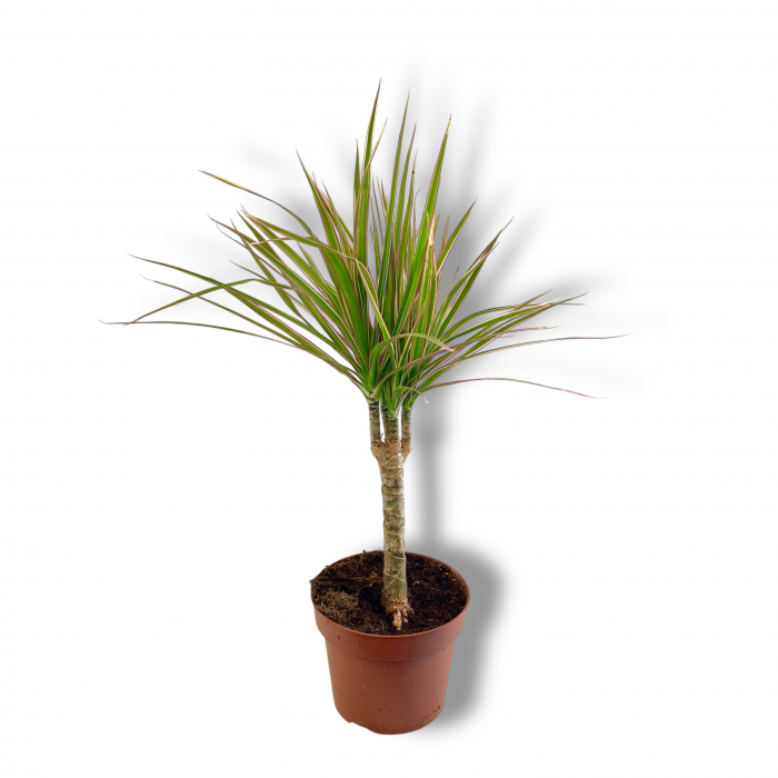 Dracena Marginata Bicolor - 40cm [2]