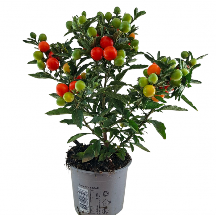 Solanum - Marul Dragostei - 30cm [2]