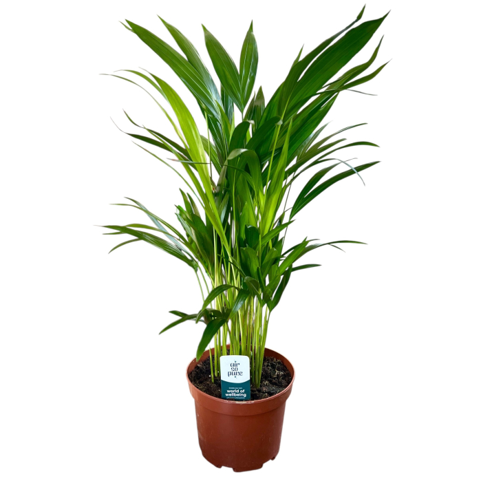 Dypsis - Palmier Areca - Mini [3]