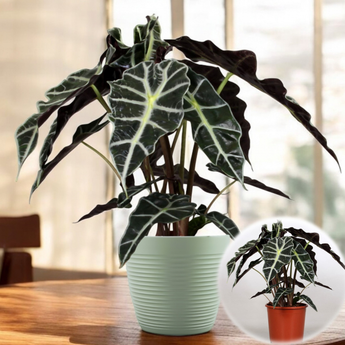 alocasia-amazonica-polly-masca-africana-pepiniera-sibiu [4]