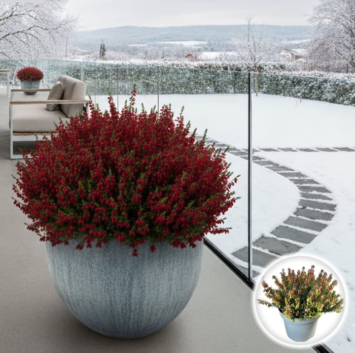 Erica carnea - Rosie [1]