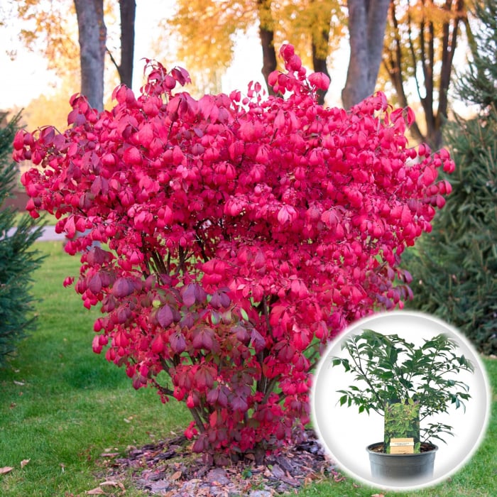 Euonymus Alatus 20-30cm (P9) [2]