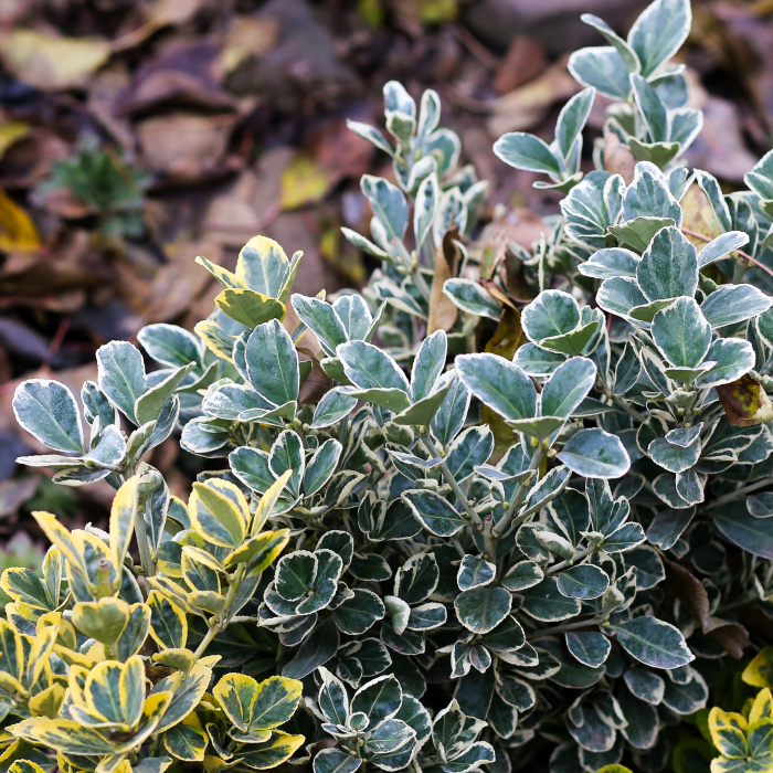 EUONYMUS ARGENTEO 40-60cm (5L) [2]
