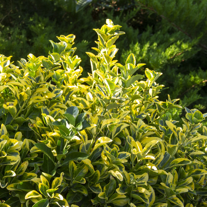 EUONYMUS AUREOMARGINATUS 20-30cm (2L) [4]