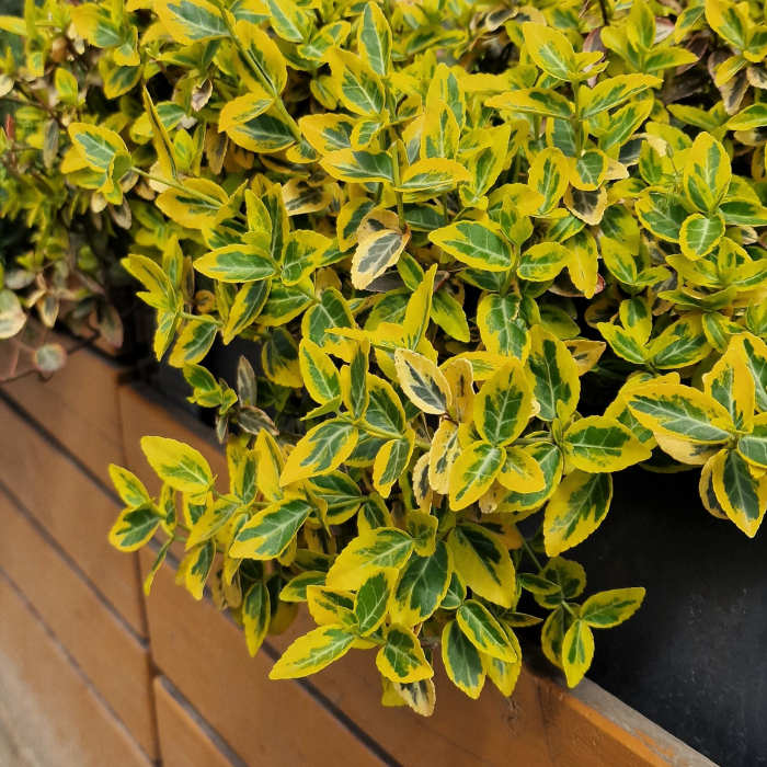 EUONYMUS AUREOMARGINATUS 20-30cm (2L) [2]