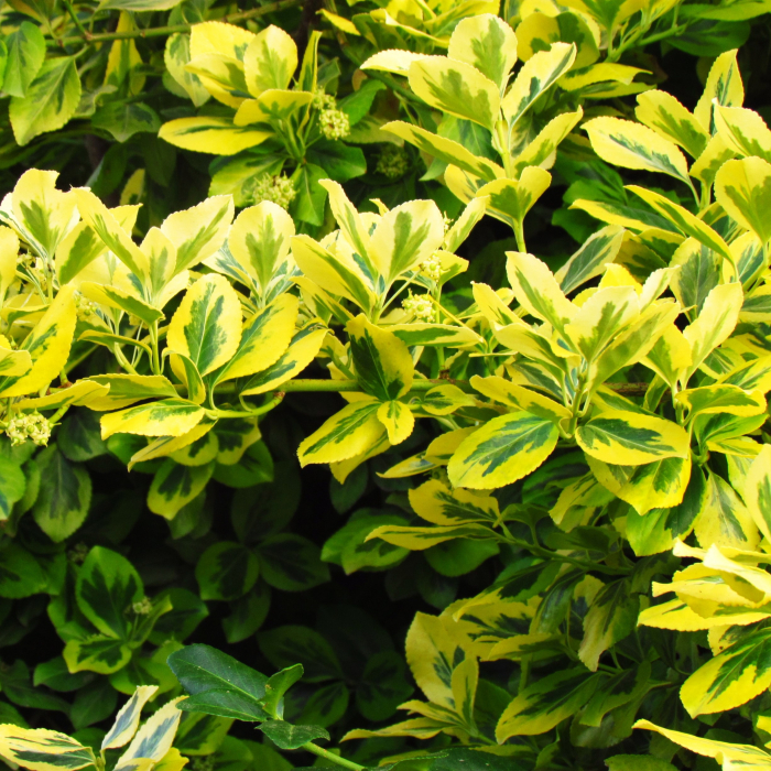 EUONYMUS AUREOMARGINATUS 20-30cm (2L) [3]