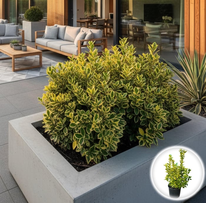 Euonymus Aureomarginatus - 70cm [1]