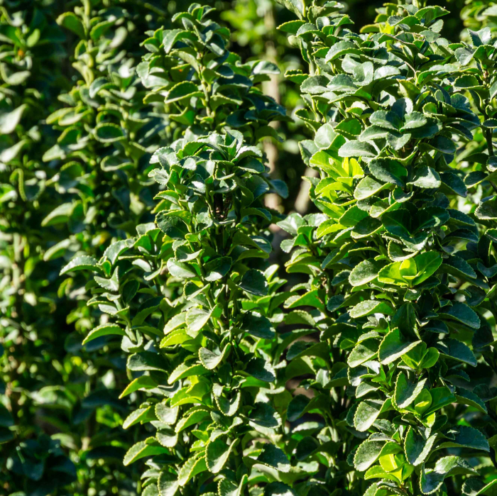 Euonymus Verde 40cm+ (2L) [3]