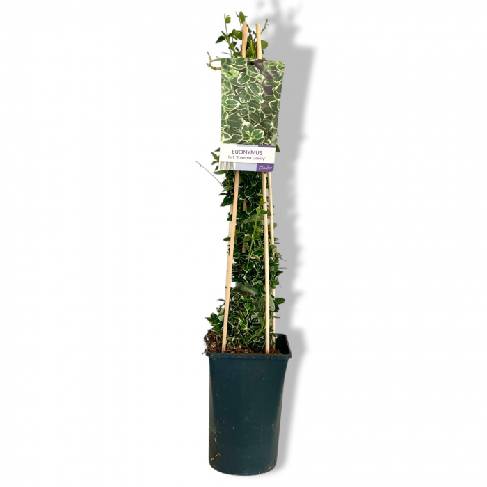 Euonymus Catarator - Emerald Gaiety - 75cm+ [2]