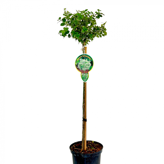 Euonymus Emerald Gaiety - Picior 100cm [2]