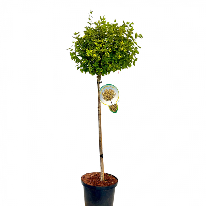Euonymus Emerald Gold - Picior 100cm [2]