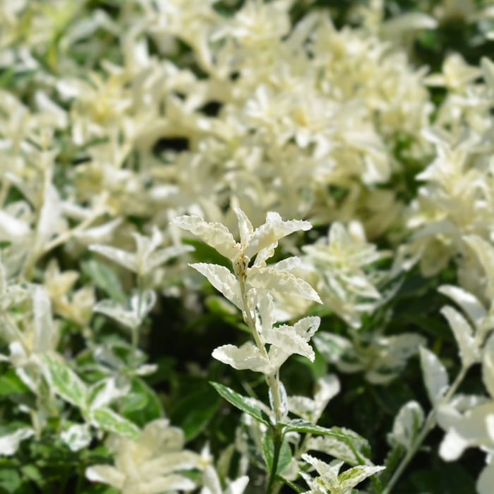 Euonymus Harlequin 30cm+ (5L) [2]
