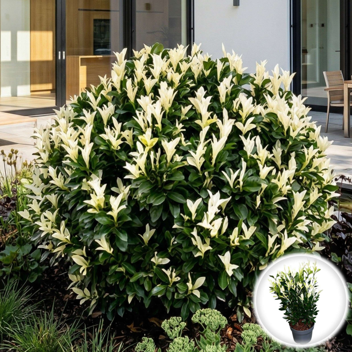 euonymus-japonicus-himalaya-arbust-vesnic-verde-pepiniera-sibiu [2]