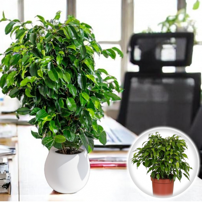 Ficus Benjamina - Kinky - 30cm [2]