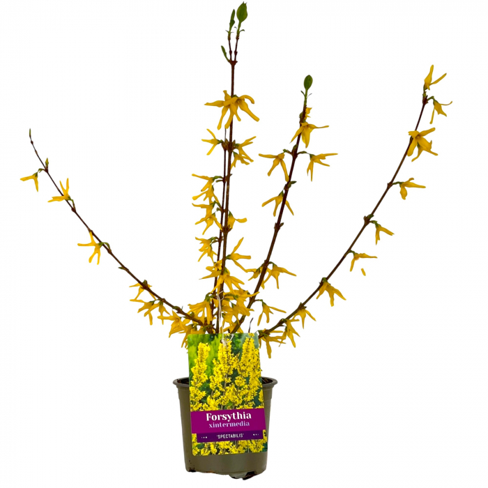 Forsythia Int. Spectabilis - 35cm+ [2]