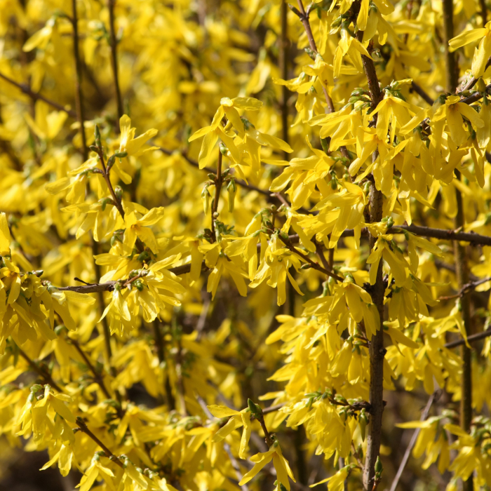 FORSYTHIA Minigold 40-80cm (5L) [3]