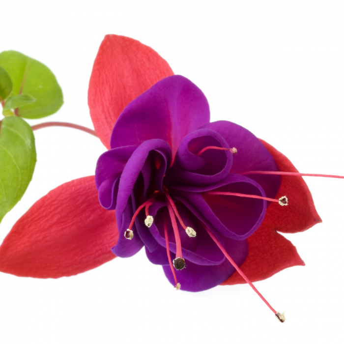 Fuchsia (Cercelusi) - Mov/Roz (P12) [2]