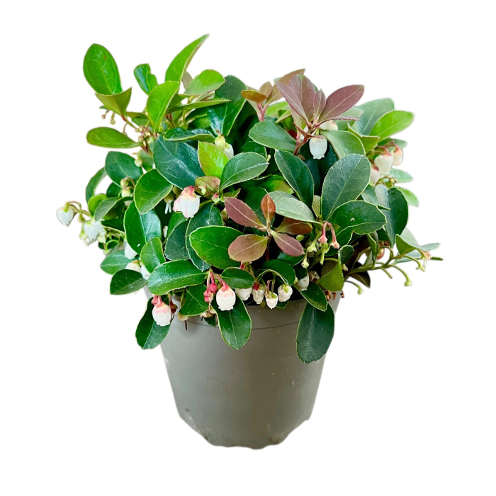 Gaultheria procumbens - 20cm [2]