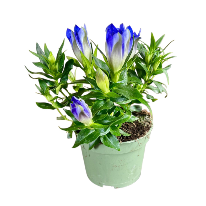 Gentiana Diamond Blue - 20cm+ [2]