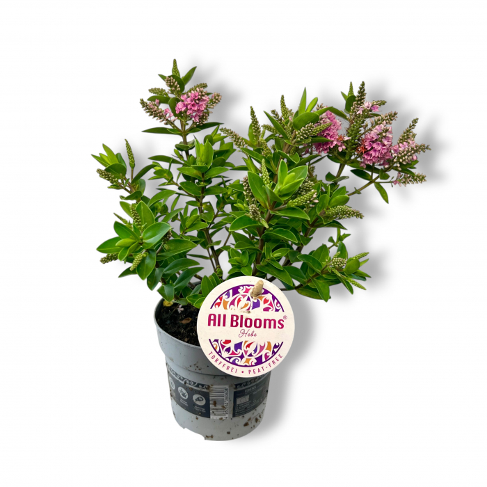 Hebe Mini - Roz [2]