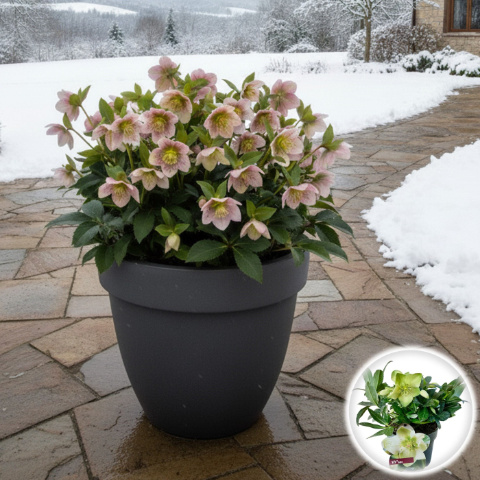 Helleborus - Viv Sara - 30cm [1]