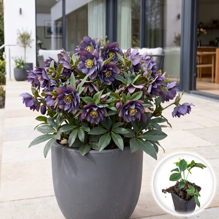 helleborus-magic-double-slaty-blue-spanz-peren-pepiniera-sibiu [2]