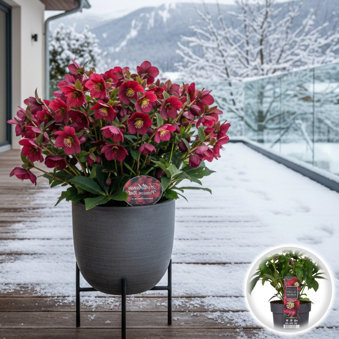 Helleborus - Princess Red - 30cm+ [1]