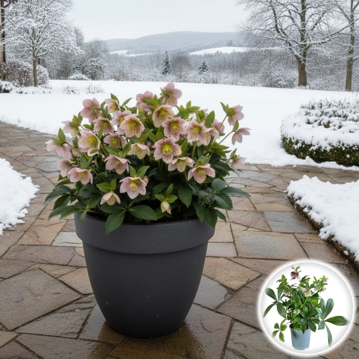 Helleborus - Viv Eloisa - 50cm [1]