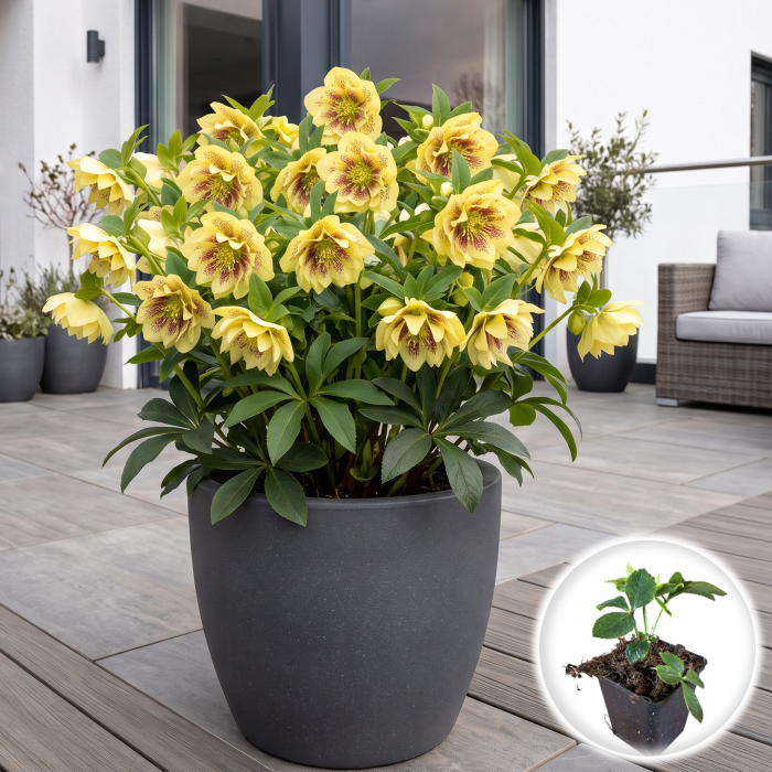 helleborus-yellow-spotted-spanz-peren-de-umbra-pepiniera-sibiu [2]